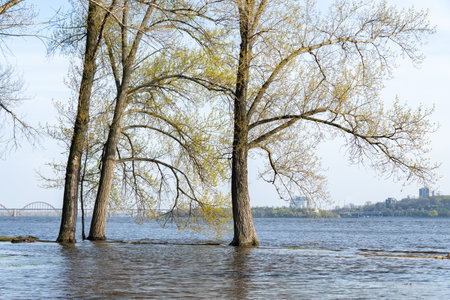Flood river in spring time. Overflowed river bank in city. Water filled bank with sunken trees. Bottling shoreline flow and natural disaster. Climate change and ecological problem.の写真素材
