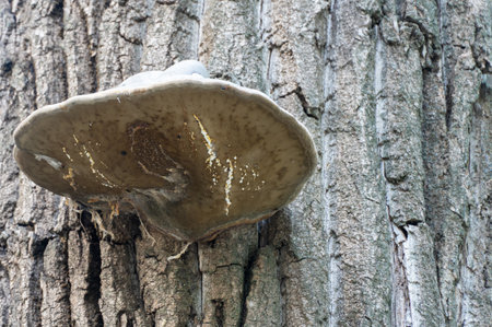Large parasitic mushroom tinder fungus grows on trunk. True polypore causes white rot on deciduous...