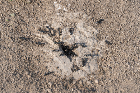 Colony black ants crawling near hole anthill closeup. Together insects working their nest in earth. Looking at teamwork arthropod families lasius. Ecosystem of wildlife. Entomologyの写真素材