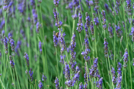 Violet fragrant lavender blooming close up. Growing flowers lavandula angustifolia using as perfume ingredient and alternative medicine. Lavender oil has nature antiseptic.の写真素材
