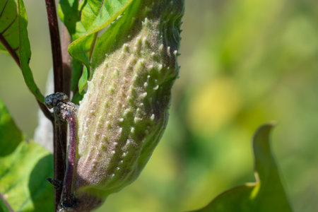 Green pods of asclepias syriaca with seeds close up. Common milkweed plant with textured immature fruits. Follicles of wild syrian milkwort in late summer. Stem and capsule.の写真素材