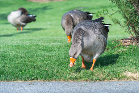 Gray goose pinching the grass near lake in park. Greylag geese is a species of large in the waterfowl family anatidae. Domestic bird anser pluck and eating among green lawn.の写真素材