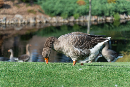 Gray goose pinching the grass near lake in park. Greylag geese is a species of large in the waterfowl family anatidae. Domestic bird anser pluck and eating among green lawn.の写真素材