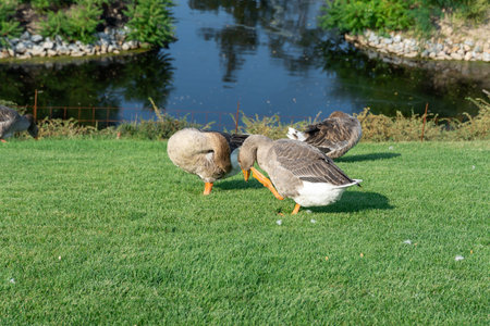 Geese are cleaning their feathers near lake in park. Greylag goose is a species of large in waterfowl family anatidae. Domestic bird anser pluck and purify among green lawn.の写真素材