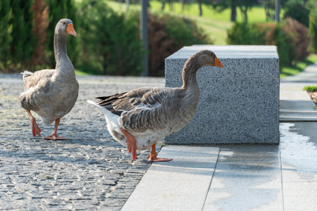 Two gray geese are walking along the road in park. Greylag goose is a species of large in the waterfowl family anatidae. Domestic birds anser anser go pathway together. Life poultry.の写真素材