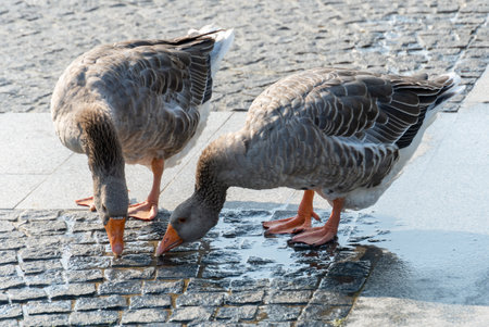 Two gray geese are drinking water together from puddle. Greylag goose is a species of large in the waterfowl family anatidae. Poultry anser anser quenches thirst on road.の写真素材