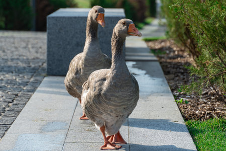 Two gray geese are walking along the road in park. Greylag goose is a species of large in the waterfowl family anatidae. Domestic birds anser anser go pathway together. Life poultry.の写真素材