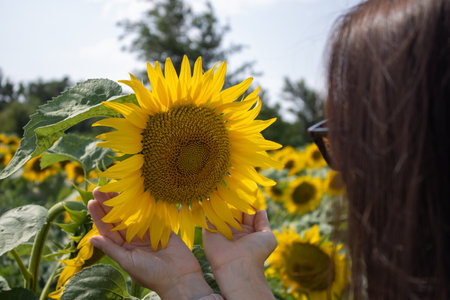 Young woman holds a blooming sunflower in her palms in the field before harvesting. Close-up yellow flower and girl's hands against a background blue sky.の写真素材