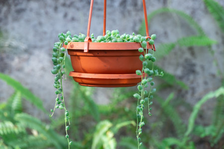 Green round leaves of curio rowleyanus growth in terracotta pot. String of pearls houseplant with...