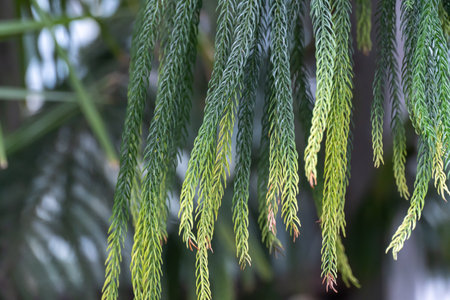 Green branch araucaria columnaris of tropical plants in glasshouse. Coniferous evergreen tree of cook pine or coral reef araucaria or new caledonia pine in glasshouse.の写真素材