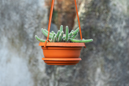 Young shoots rat tail cactus hang in flowerpot in nursery-garden. Aporocactus flagelliformis or...
