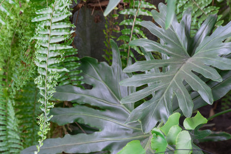 Beautiful composition of tropical leaves plants in greenhouse. Creative nature green background or...