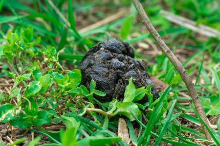 Close-up black color goat excrement. Faeces animal in the green grass. Hoofed mammals manure -...