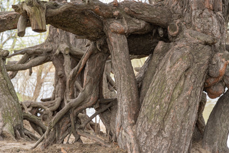 Many twisted roots of old tree. Large trunk of fantasy plant growth in nature. Magicals brown branch and bark grow high above the ground. Root spreading out beautiful. Tree gazing.の写真素材