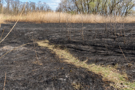 Meadow with burnt dry grass and black ash. Field with scorched reed grass is aftermath wild fire. Natural disaster and environment pollution problem. Destruction of insects.の写真素材