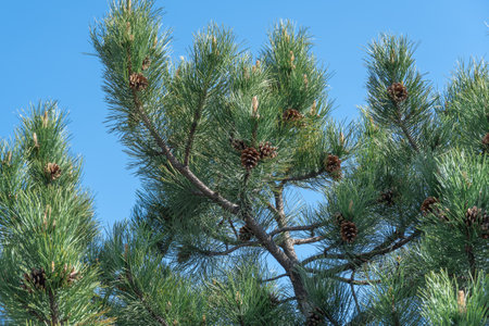 Pine branches shoots and spruce cones on blue sky background. Green coniferous tree of evergreen...