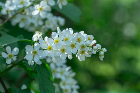 White flowers of bird cherry tree blooming in springtime. Drooping racemes with strong scent flowering prunus padus of rosaceae family. Used anti inflammatory and phytoncidal agentの写真素材