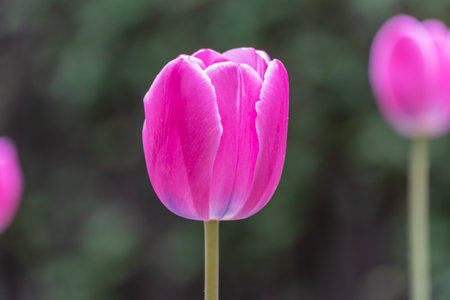 Pink flower tulips blossoming in park. Bulbous ornamental tulipa plants of liliaceae family grow on...