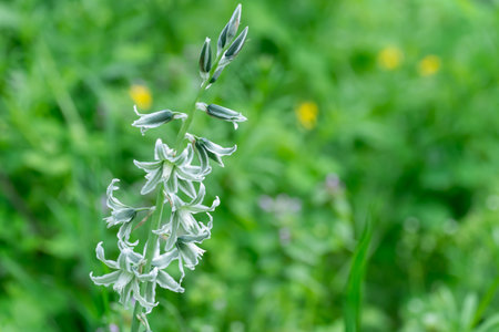 White flowers of drooping star bethlehem on meadow. Bells and buds  of ornithogalum nutans is...