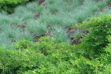 Green seedlings of juniper horizontal grow in park. Juniperus horizontalis from family cypress....