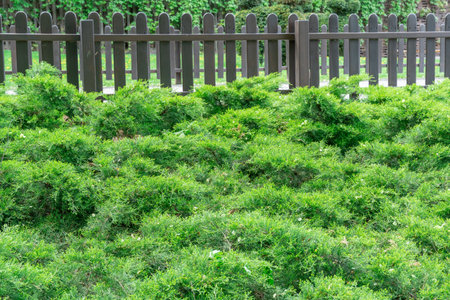 Green seedlings of juniper horizontal grow in park. Juniperus horizontalis from family cypress. Evergreen coniferous plant for garden art design landscape. Decorative natural hedgeの写真素材