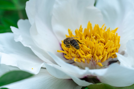 Striped bee collects pollen on tree peony. Insect and white flower. Floral background of delicate flower paeonia suffruticosa. Honey bee collects nectar on peony blossom. Wildlifeの写真素材