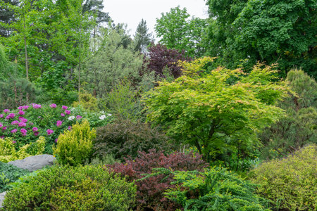 Composition of coniferous and deciduous plants in botanical garden. Landscape and garden design. Decorative pine trees and colorful bushes in park. Cozy corner nature. Horticultureの写真素材