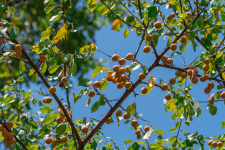 Cherry plum branches with yellow fruits on tree in garden. Sweet spreading plum berries ripen. Prunus cerasifera is plant family rosaceae in orchard. Component of tkemali sauce.の写真素材