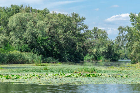 Slowly flowing river is overgrown with yellow water lilies. Ecological problem shallow and thickets. Nuphar lutea perennial aquatic plant of family nymphaeaceae. Banks overgrown.の写真素材