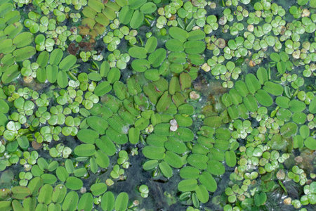 Green leaves of salvinia natans on water surface. Green aquatic plant floating fern on overgrown...