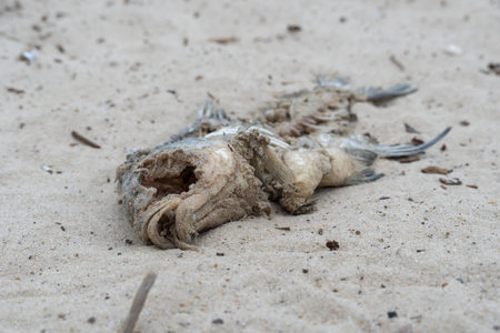 Skeleton of dead fish lying washed up on sandy beach. Decaying fish on the river shore. Bones and fossil animals.の写真素材