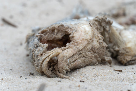 Skeleton of dead fish lying washed up on sandy beach. Decaying fish on the river shore. Bones and fossil animals.の写真素材