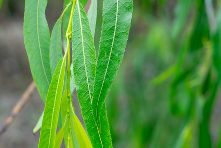 Green branches of weeping willow tree closeup. Texture leaves of salix babylonica are oblong or...