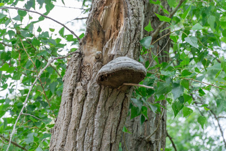 Large parasitic mushroom tinder fungus grows on trunk. True polypore causes white rot on deciduous tree. Fomes fomentarius cracks in bark.の写真素材