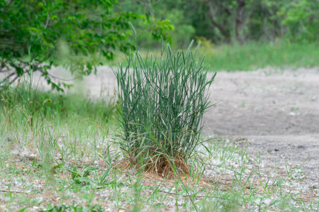 Seedlings of wild fescue meadow narrow leftd grasses. Herbaceous plant festuca pratensis poaceae family of spherical shape. Green leaves of ball fescue. Idea with oat grassの写真素材