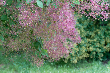 Flowering bush smoke tree of red cotinus coggygria. Beautiful fluffy flowers skumpiya tanning from anacardiaceae family. Woody deciduous garden plant. Tannin obtaining yellow dyeの写真素材