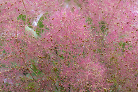 Flowering bush smoke tree of red cotinus coggygria. Beautiful fluffy flowers from anacardiaceae family. Woody deciduous garden plant.の写真素材