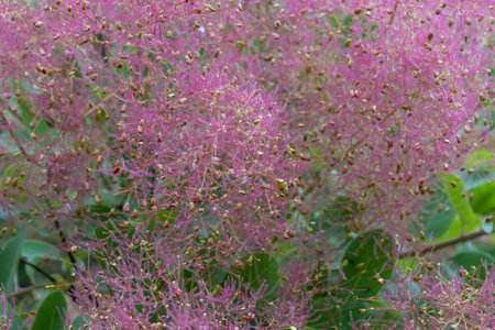Flowering bush smoke tree of red cotinus coggygria. Beautiful fluffy flowers from anacardiaceae family. Woody deciduous garden plant.の写真素材