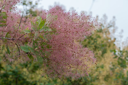 Flowering bush smoke tree of red cotinus coggygria. Beautiful fluffy flowers from anacardiaceae family. Woody deciduous garden plant.の写真素材