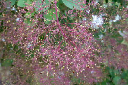 Flowering bush smoke tree of red cotinus coggygria. Beautiful fluffy flowers from anacardiaceae family. Woody deciduous garden plant.の写真素材
