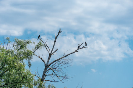 Wild water bird of cormorant is sitting on branch on blue sky background. Nannopterum auritus diving and hunting underwater for fish. Freedom freshwater large bird of cormorant familyの写真素材