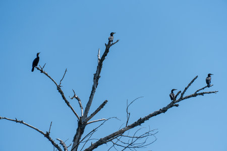 Wild water bird of cormorant is sitting on branch on blue sky background. Nannopterum auritus diving and hunting underwater for fish. Freshwater large bird of cormorant familyの写真素材
