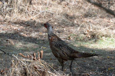 Common pheasant walking in undergrowth habitat. Phasianus colchicus lives in forests or in thickets of bushes near water. Environmentalの写真素材