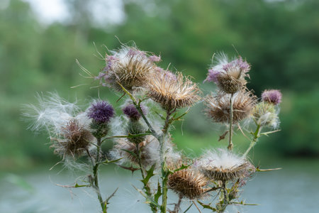 Sharp blooming field thistle with tufts of fluff close-up. Blossoming cirsium arvense or pink sow...