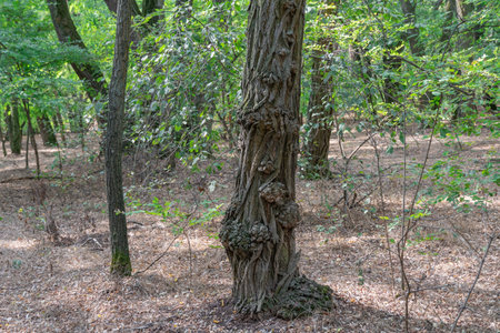 Spherical growth on tree in forest. Trunk with burls. Slub or lump of burl root. Mutation possibly caused by bacteria fungi. Bulbous bulgingの写真素材
