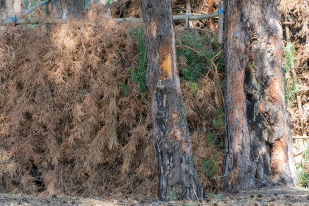 Bough shelter from dry spruce branches in forest. Lean-to hovel of pine bough hut. Empty woodland...
