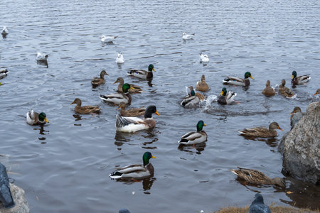 Domestic duck and group of mallard ducks swim in pond in city park. Behavior of birds anas...