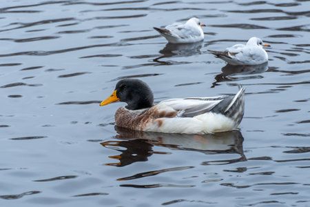 Domestic duck and common gulls swim in pond in city park. Behavior of birds anas platyrhynchos and...