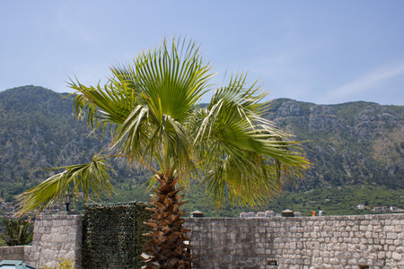 Palm tree on the foreground. Mountains, blue sky and fortress on the background. Beautiful landscape. Old city Cotor Montenegro.の写真素材