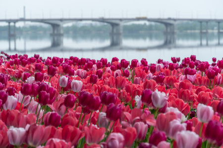 Mix pink and red flowers tulips blossom in river embankment. Bulbous ornamental tulipa plants of liliaceae family grow on flowerbed. Floral pink petals bloom. Flower carpet buds.の写真素材